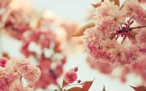 Сакура, квеница, в оригинале, лепестки, розовые, цветное, горное, растительное,