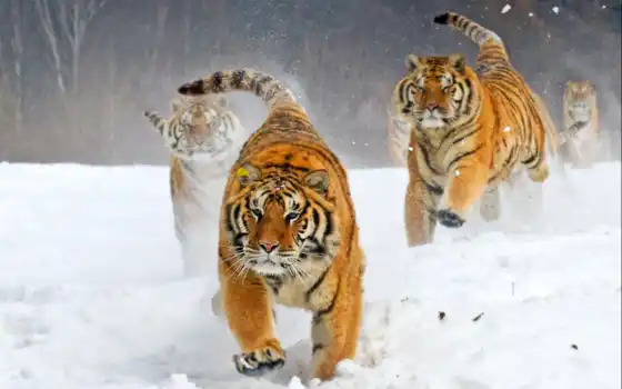 тигры, горящие, ядекс, русские, русские,