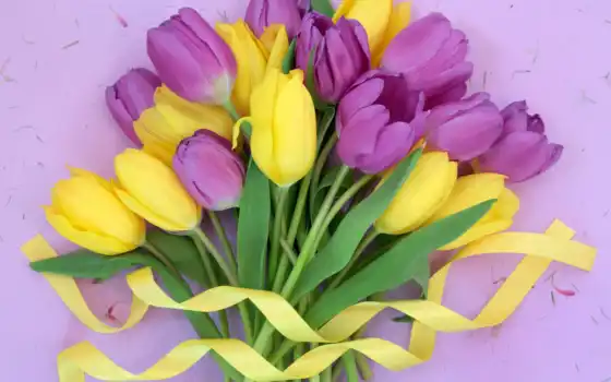 тюльпан, фиолетовый, цветный, желтый, лента, роза, свинца