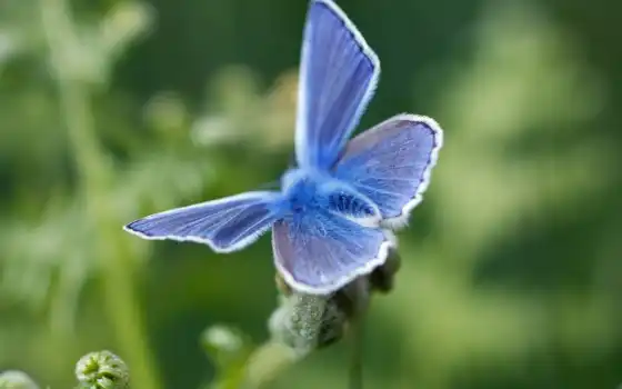 красивые, blue, бабочка, мира, high, сайте, definition, widescreen, бабочка, нашем, makro, 