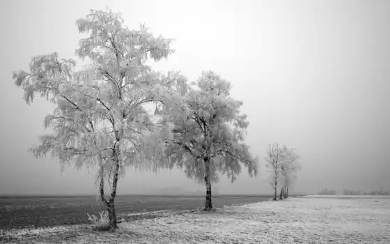 деревья, зима, твердые,
