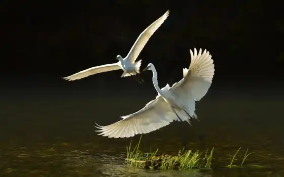 птица, природа, белая цапля, вода, капля, озеро, два, животное, живые