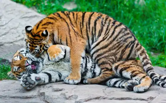 tigger, настольные, tigress, pooh, бесплатные, с, тигры, маленькие, тату, фон,