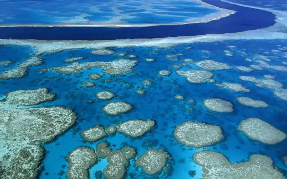 риф, большой, всей, шлагбаум, рифы, коралловые, океанов, занимают, площади, меньше, первую, 