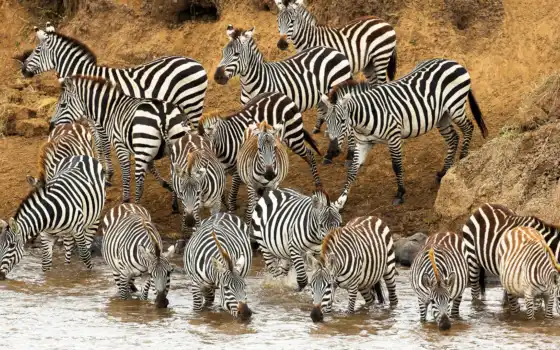животное, зебра, табун, водные ресурсы, стадо, дикая, вода, лесбиянка, напушка