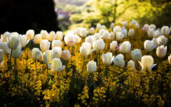 тюльпан, цвет, весна, мед, пкстоплива, фон, желтый, мобильный