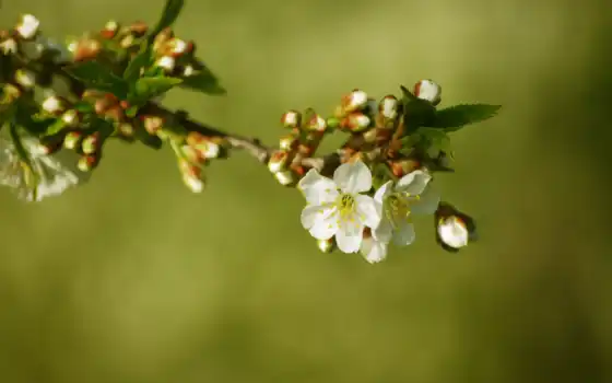 дерево, шишки, цветы, branch, макро, весна, цветение, фотопанно, белые, cherry, 