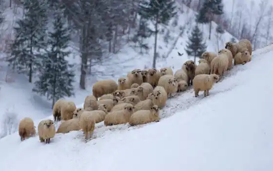 овцы, зима, горшок