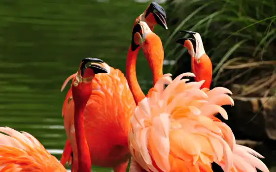 обои на рабочий стол, красивые картинки, картинки для ipad, обои для android