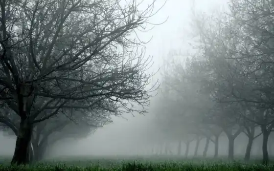 природа, деревья, трава, туман, 