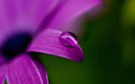 макро, purple, цветы, роса, drop, mauve, 