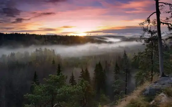 финляндия, национальный, парк, вечерний, подъем, ноу, лес, деревья,