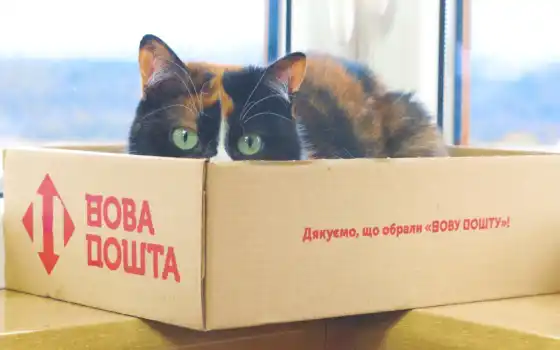 кот, сливочное шоу, коробка