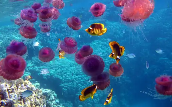 world, underwater, море, кораллы, pisces, ocean, красивые, рыбки, 
