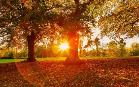 осень, солнышко, каштановый, осен, дерево, фото, песня, парк, лист, алексина
