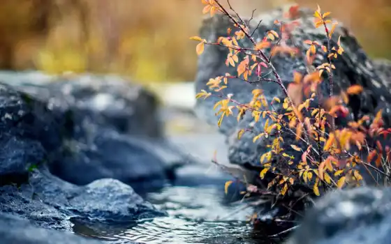 осень, кастрюль, ветвь, лист, желтый, кустарник, вод, фор, рок