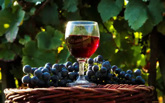 вино, виноград, дом, репт, домание, вина
