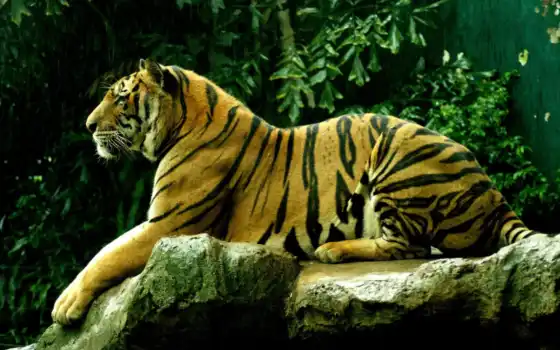 животное, тигр