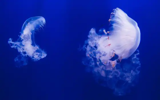 океан, глубина, медуз