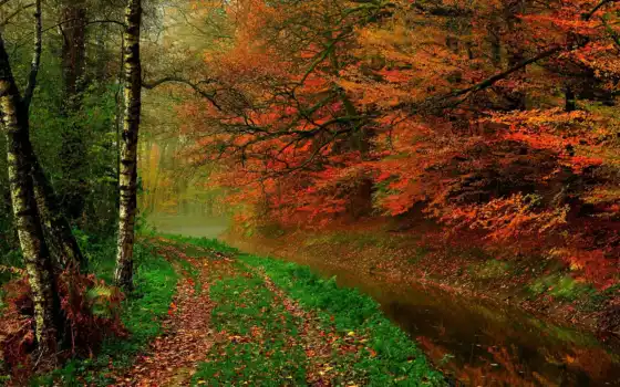осень, деревья, река, лес, лес, лес, прогулка,