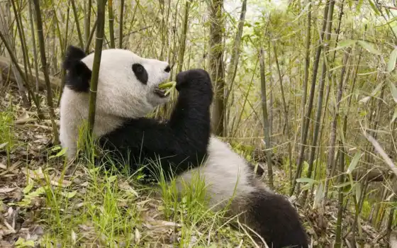 панда, панды, бамбук, разных, кушает, едят, 