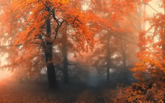 осень, лес, туманная, туманные, осенние, фотопейзажи, пришлю, коллекция, 