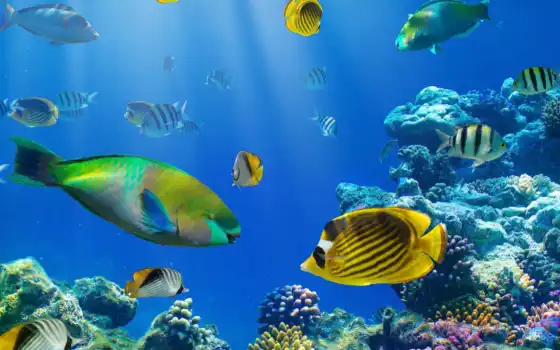 ,, рыба, coral reef fish, организм, коралловый риф, Рыбы-ангелы,