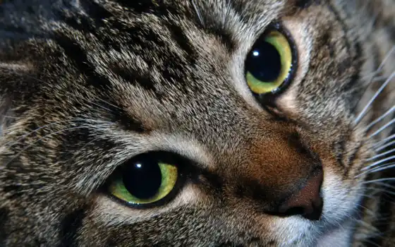 кот, глаза, зелёный, голова