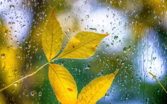 дождь, лист, осень, фотообои, success, rainy, погода, drop, sign