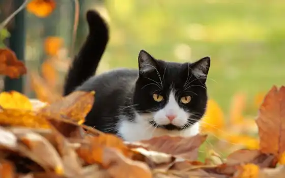 кот, осень, black, white, leaf, смотреть, листва, animal, котенок