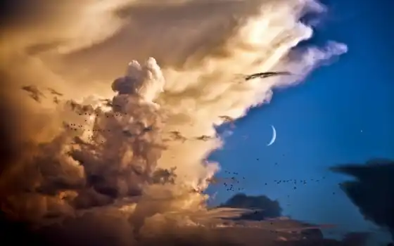 птица, луна, венера, облако, небо, цветы, природа, фото