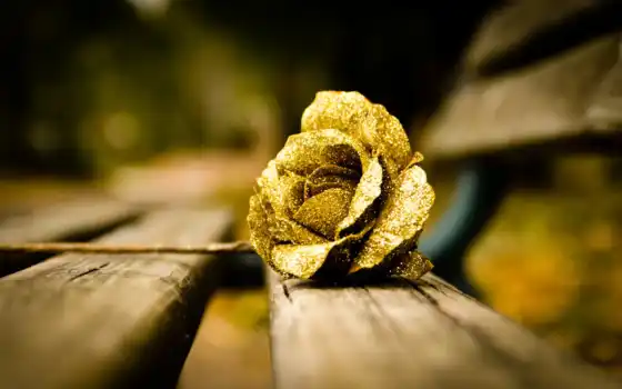 пухло, золото, цвет, роза