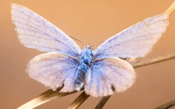 синий, бабочка