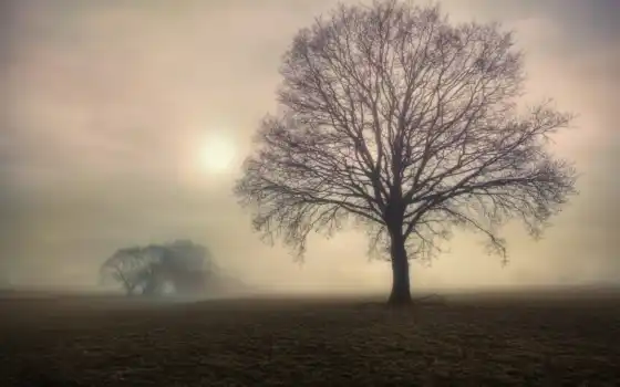 туман, утро, поле, деревья, дерево, пожалуйста, янв, 