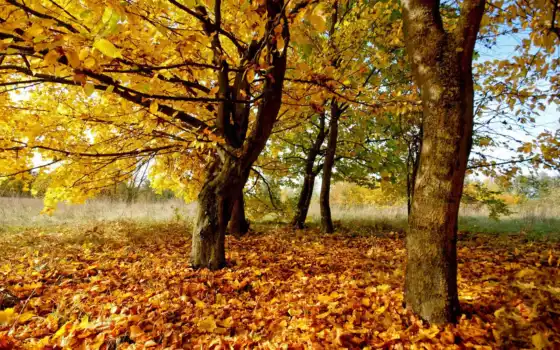 осенние, осень, деревя, природа, листья, 
