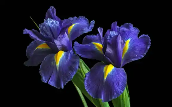 цветы, iris, purple, cvety,, blue