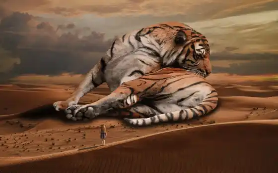 тигр, пустыня, кот