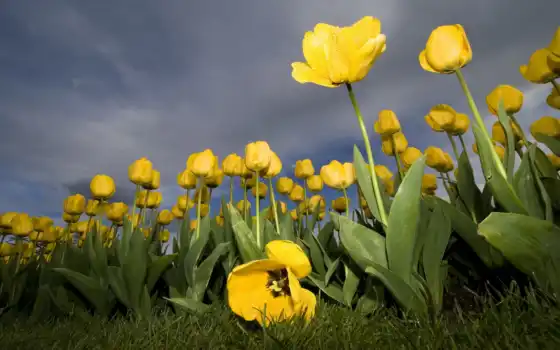 обои, тюльпаны, желтые, тюльпаны, цветы, обои, широкий экран, güzel, фильтр, resimleri, настольный компьютер, природа, фотография, планшет, горячие стены,