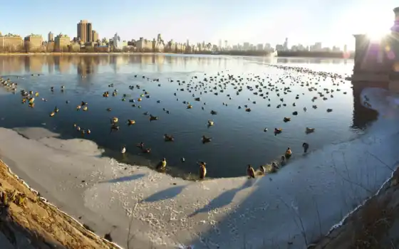 reservoir, park, центральный, icy, день, рулоны, 