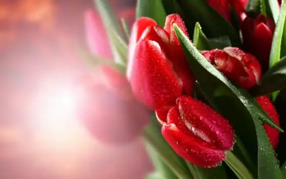 тюльпаны, cvety, красные, фотообои, картинка, грн, 
