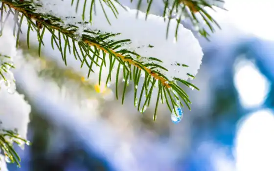 снег, дерево, природа