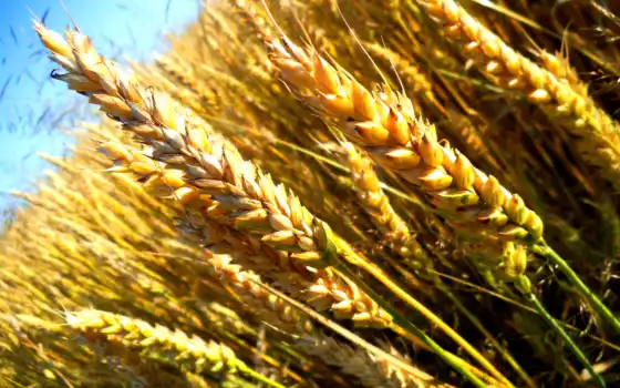 пшеница, поле, злаки, макро, зерна, небо, семена, 