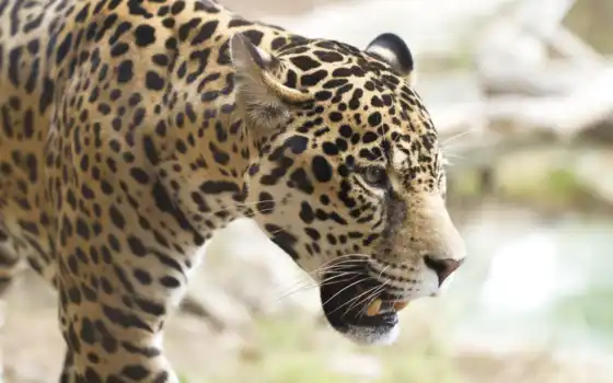 jaguar, ресопард, xkr, фон,