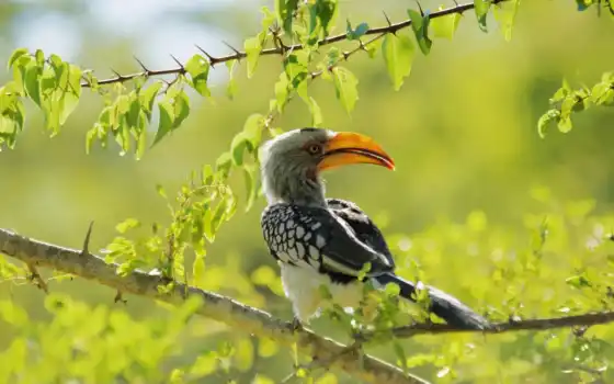 hornbill, родословный