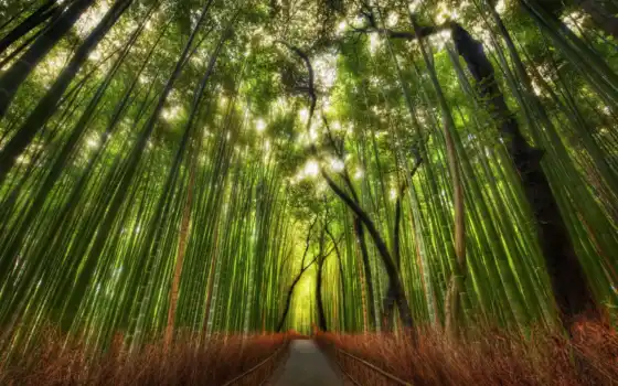 бамбук, передний, северозапад, природа, дерево, тихий, зеленый, мобильный, расположение, планетный, исследовать