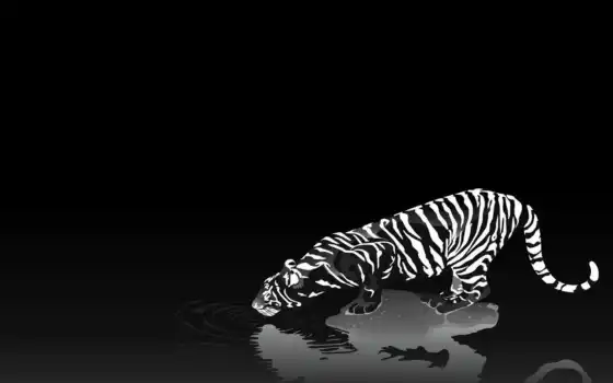 тигр, черный, белый, животное