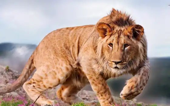 обои на рабочий стол, красивые картинки, картинки для ipad, обои для android