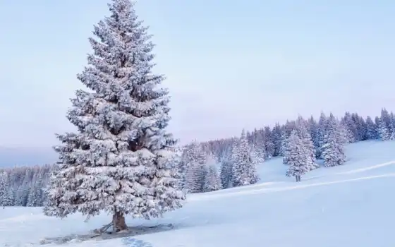 природа, фото, снег, пейзажи, елка, 