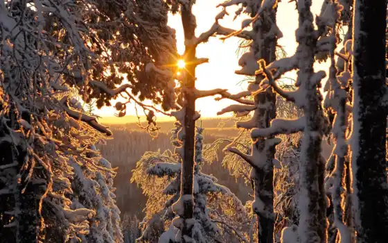 лес, солнце, зима, передняя, освещенная