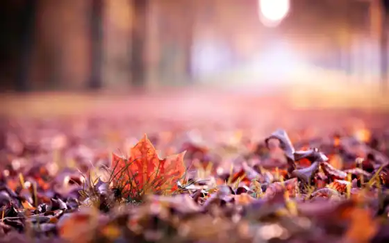 осень, лист, makryi, пасть, природа, free, akid, собрать, ala